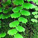 Adiantum philippense 葉