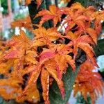Acer × freemanii পাতা