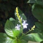 Stachytarpheta cayennensis Blomma