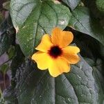 Thunbergia alataFlower