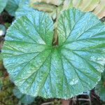 Gunnera magellanica Blad