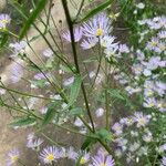 Erigeron speciosus ഇല