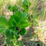 Vicia johannis Blatt