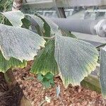 Caryota zebrina Leaf