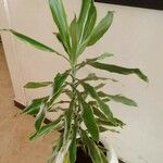 Dracaena fragransЛист