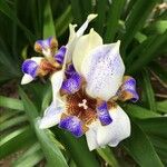 Neomarica gracilis 花