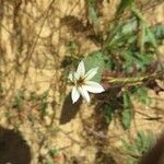 Sisyrinchium chilense Flower