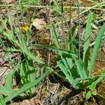 Krigia dandelion Habitus