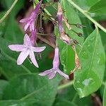 Amsonia orientalis