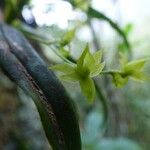 Angraecum obversifolium Květ