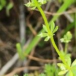 Galium tricornutum Folha