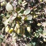 Berberis aetnensis Fruit