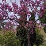 Cercis siliquastrumOther