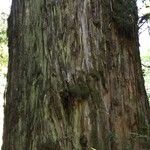 Fitzroya cupressoides Kabuk