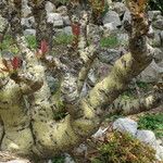 Cyphostemma juttae Corteza