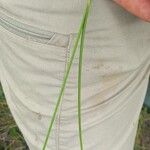 Rhynchospora holoschoenoides Leaf
