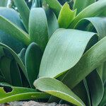 Haemanthus albiflos Hostoa