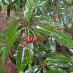 Photinia davidiana Vrucht