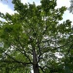 Quercus bicolor Celota