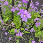 Orychophragmus violaceus Flor