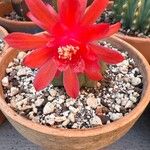 Matucana madisoniorum 花