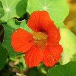 Tropaeolum minus Flower