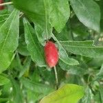 Synsepalum dulcificumFruit