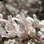 Retama raetam Fleur
