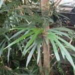 Jatropha multifida Schors