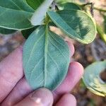 Crotalaria mitchellii Лист