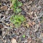 Diphasiastrum complanatum Likasa