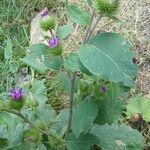 Arctium minus Habit