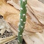Pereskiopsis diguetii Corteza
