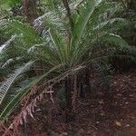 Blechnum gibbum Habit