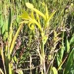 Canna glauca Hábitos