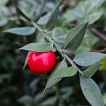 Ruscus aculeatus Fruit