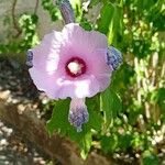 Hibiscus syriacus Квітка