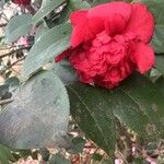 Camellia japonicaFlor