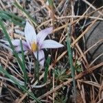 Romulea columnae Blüte