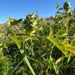 Datura ferox Hedelmä