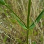 Dianthus armeria List