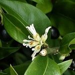 Sarcococca orientalis Květ