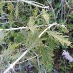 Perovskia atriplicifolia Leaf