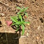 Oldenlandia corymbosa Blatt