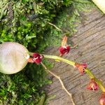 Bulbophyllum falcatum Kvet