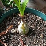 Albuca bracteata List