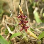Bulbophyllum nigericum Flor