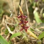 Bulbophyllum nigericum Květ