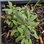 Salvia officinalis Habitus