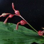 Cautleya gracilis आदत